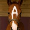 as.__149