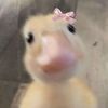kittenmiaaww0