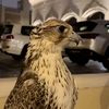 حمّد بنن عبدالله ♩♯̶ .
