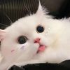 crazypetcrew
