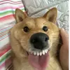 haidawngloll