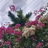 eshfa.02