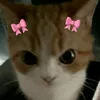 yucakes