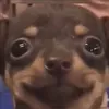tylerdertyler0