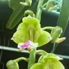 nhinlamelan