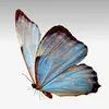 norr_c7