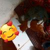 zilan.dilan4