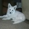sharfik_001