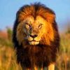 king.koor0