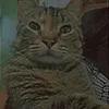 viki_17_30