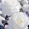 elida.rivera41