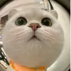 banh6a2