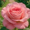 daw.hla.myint438