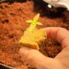mobuds314