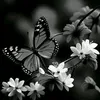 rabab5781