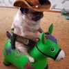 sheriffpug