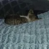 nhhcd6
