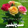 hussain.jaan521