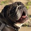 bluthebulldawg