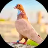 yk5_o3