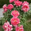 user6311151408056