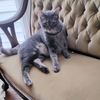 catsrule35