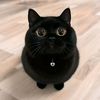 BLACKCAT