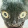 onpawz5