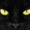 gato_warao