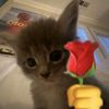rosehayatiminnparcasiiii