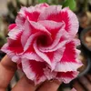 rosadodesertosusana