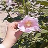 alaa.mohamed3164