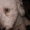 kleidi_12
