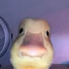 teeps_prys9
