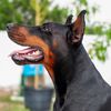 divinekaosdoberman
