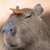 capivara39617