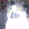 ravenavenq