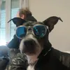 jojopereira461
