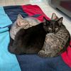 bbbcats3