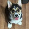 matilda_thecorgi