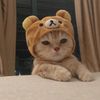 rayray_19752.0