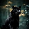 black.panther7587