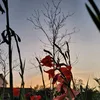 giolangthang_8
