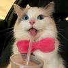 catmee3