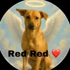 red_red2011