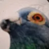 negacool3