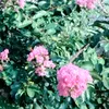_cotaxinh._name