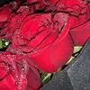 flor_floreciente_df