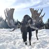 moose7537