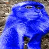 macacogrossoazul01
